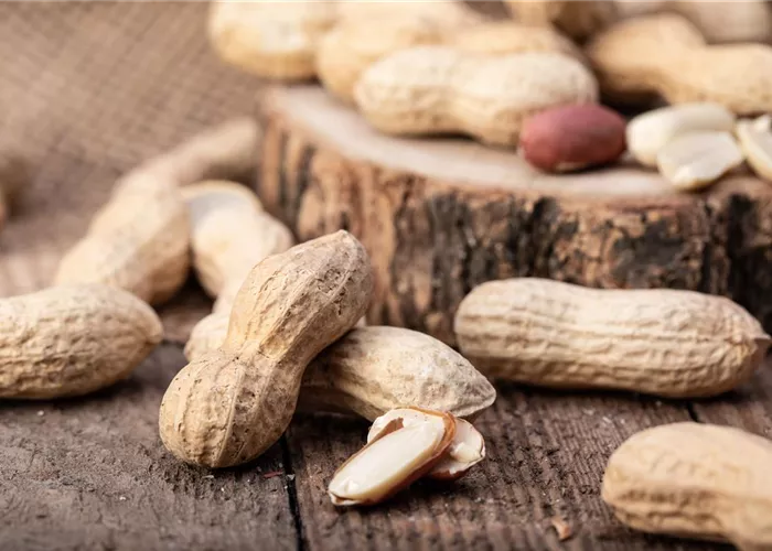 Erdnüsse im eigenen Garten 