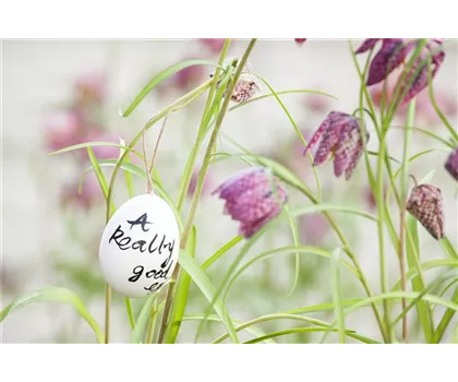 Der Garten für den Osterhasen – ein Frühlingsparadies!