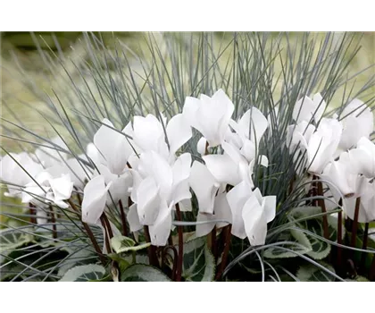 Alpenveilchen: Drinnen und draußen