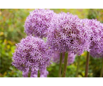 Allium – eleganter Zierlauch
