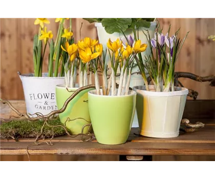 Frühling auf dem Balkon geht ohne bunte Blumen gar nicht