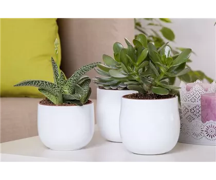 Aloe Vera - die Pflanze, die schön macht