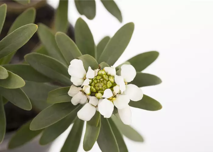 Die Schleifenblume – ein wahres Mauerblümchen