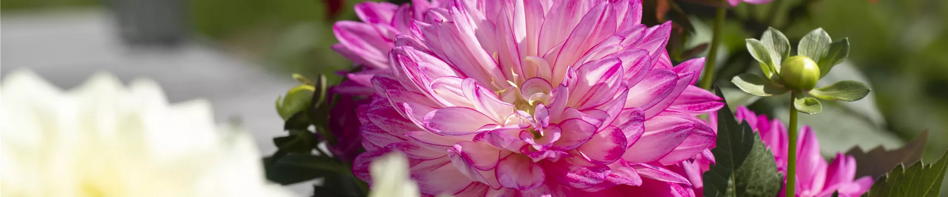 GS621331.jpg GS621331.jpg