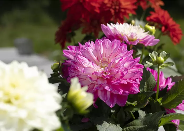 Farbe auf dem Balkon – Blumenzwiebeln für den Sommer