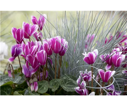 Alpenveilchen, zeitlose Klassiker 