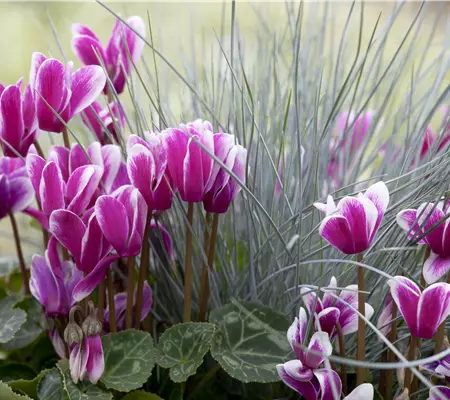Alpenveilchen, zeitlose Klassiker 