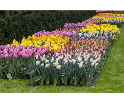 Das Blumenbeet pflegen: Gießen, düngen und schneiden