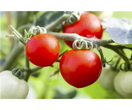 Alte Tomatensorten gibt es auch fürs Freiland