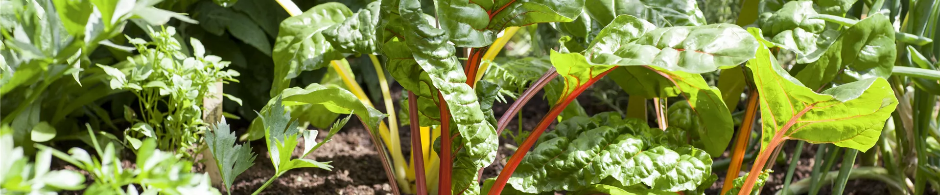 GS504825.jpg GS504825.jpg