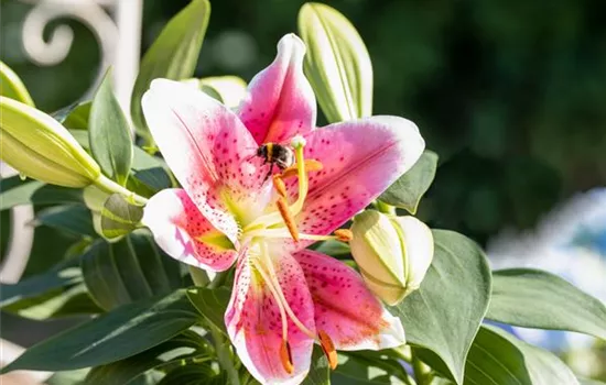 Beim Sommerzwiebeln pflanzen ein paar Dinge bedenken! Beim Sommerzwiebeln pflanzen ein paar Dinge bedenken!
