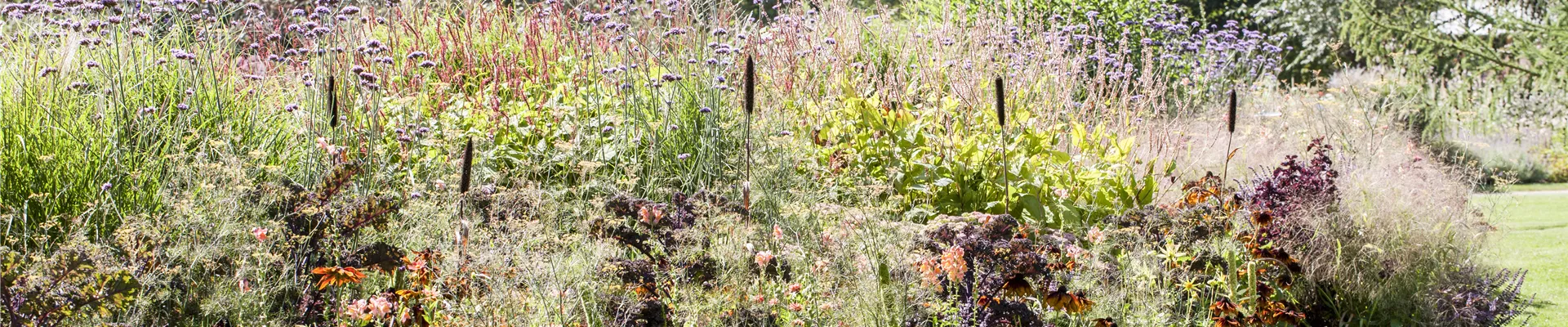 GS502887.jpg GS502887.jpg