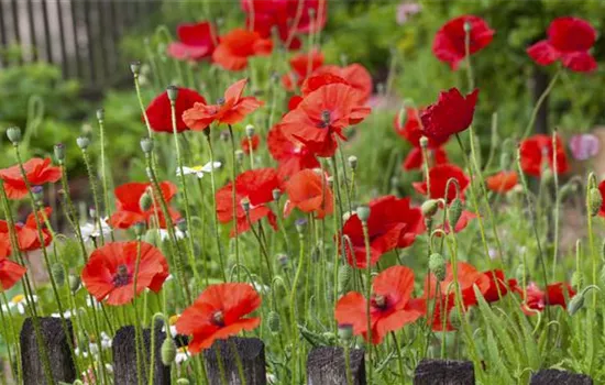 Der Klatschmohn – vom Acker in den Garten Der Klatschmohn – vom Acker in den Garten