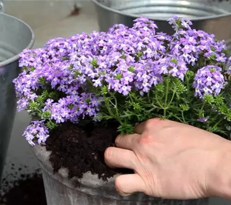 Eisenkraut - Einpflanzen in ein Gefäß