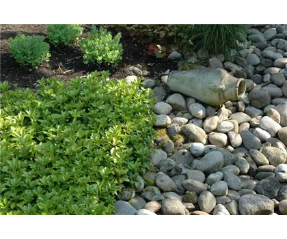 Auf dem Boden der Tatsachen – Bodendecker im Garten