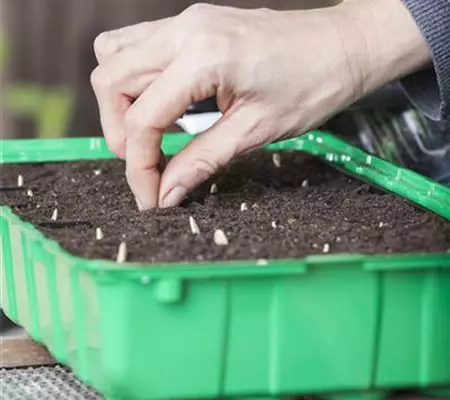 Minigewächshauser herstellen