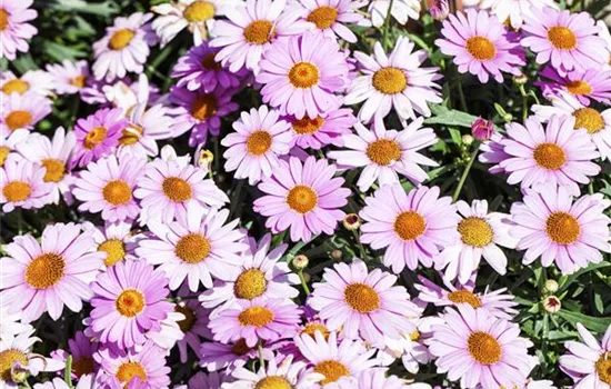 Das richtige Blumenbeet: eine Frage des Geschmacks Das richtige Blumenbeet: eine Frage des Geschmacks