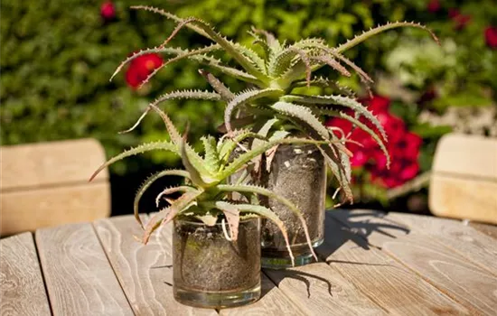 Ab an die frische Luft – Sommerurlaub für Zimmerpflanzen Ab an die frische Luft – Sommerurlaub für Zimmerpflanzen