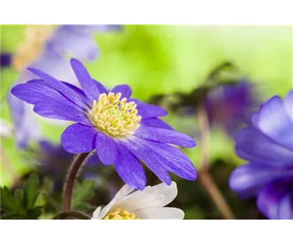 Anemonen im Topf bringen Farbenfreude auf den Balkon