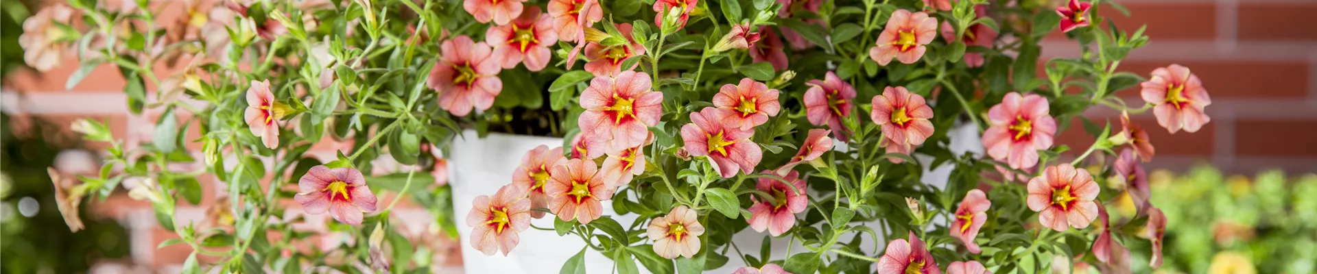 GS479150.jpg GS479150.jpg