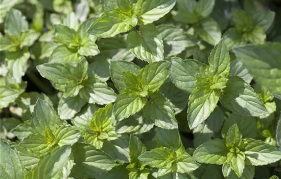 Minze und Pfefferminze – der kleine aber feine Unterschied Minze und Pfefferminze – der kleine aber feine Unterschied