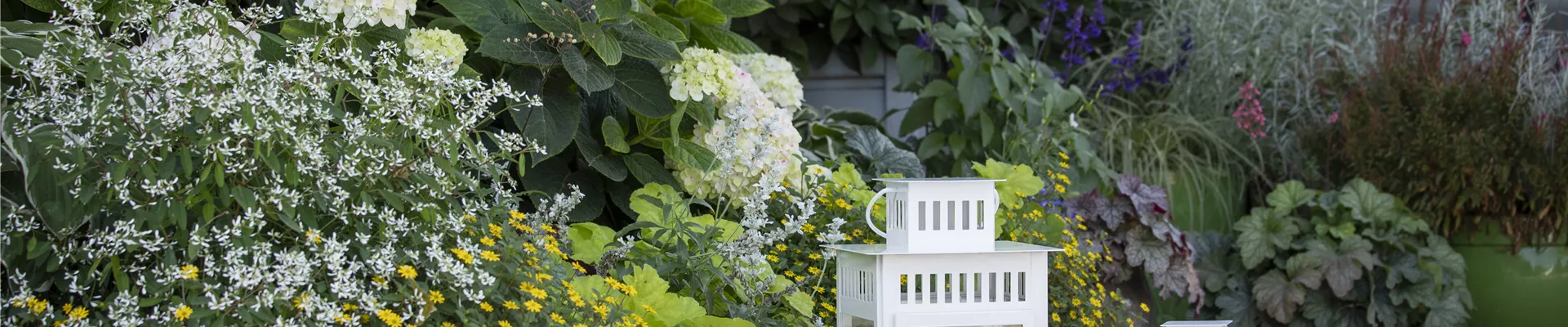 GS588926.jpg GS588926.jpg