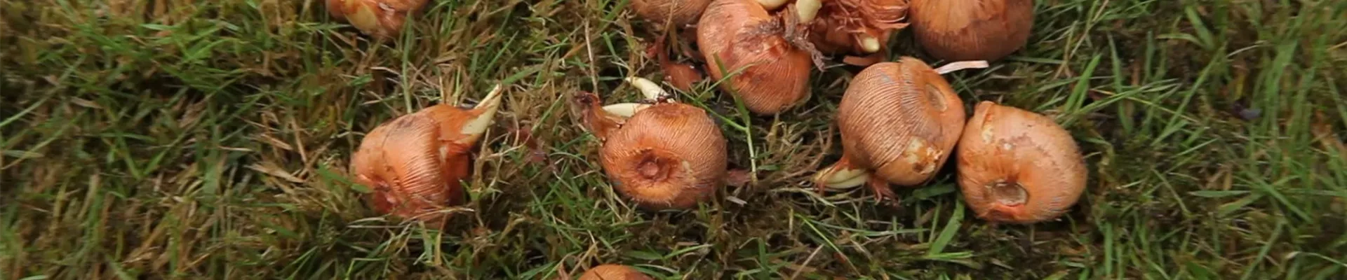 Krokusse - Zwiebeln einpflanzen (1).jpg Krokusse - Zwiebeln einpflanzen (1).jpg