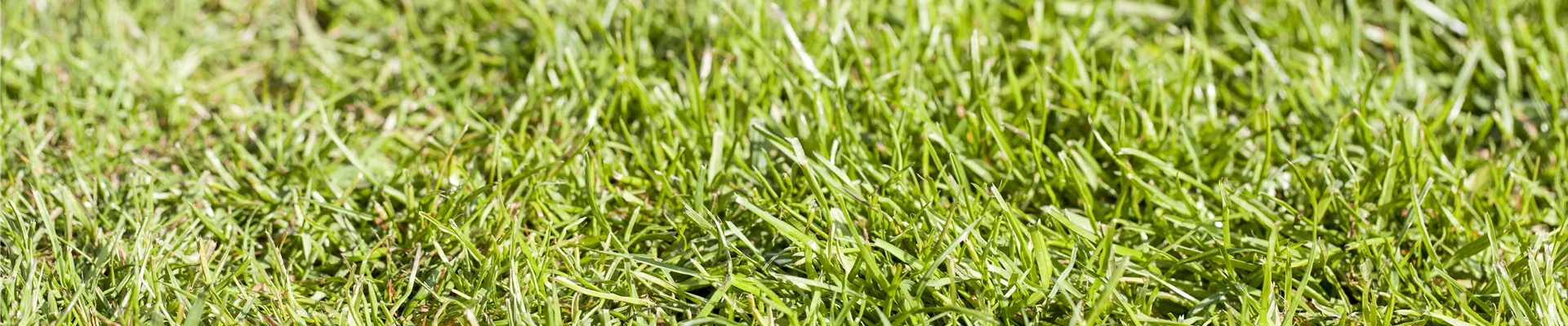 GS515483.jpg GS515483.jpg