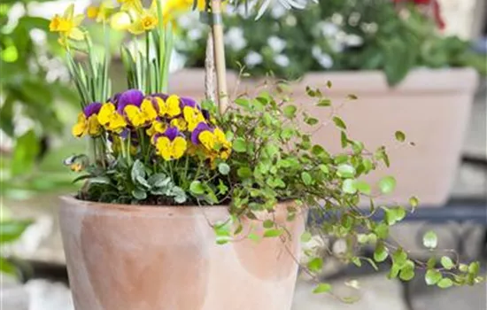 Blumenzwiebeln – einpflanzen in ein Gefäß Blumenzwiebeln – einpflanzen in ein Gefäß