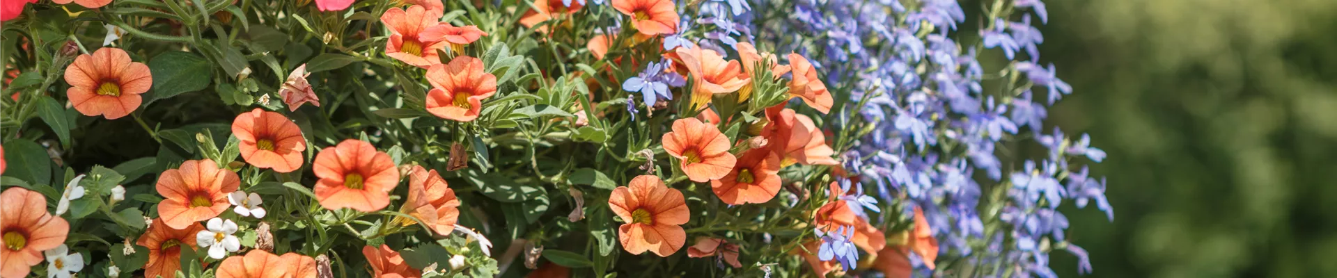 GS535177.jpg GS535177.jpg