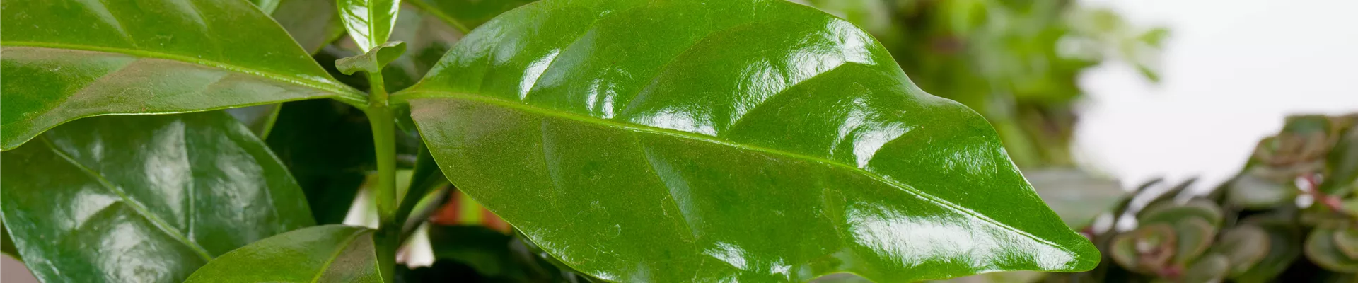 GS523923.jpg