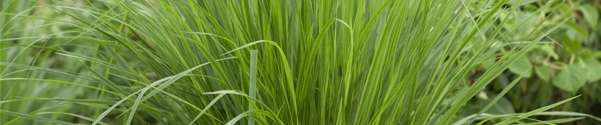 GS430711.jpg GS430711.jpg