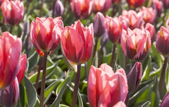 Zwiebeln und Co. Zwiebeln und Co.