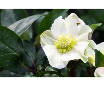 Auch im Winter nicht auf blühende Pflanzen verzichten!