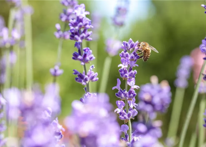 Wellness für die Nase: Düfte für Beet und Beauty Wellness für die Nase: Düfte für Beet und Beauty
