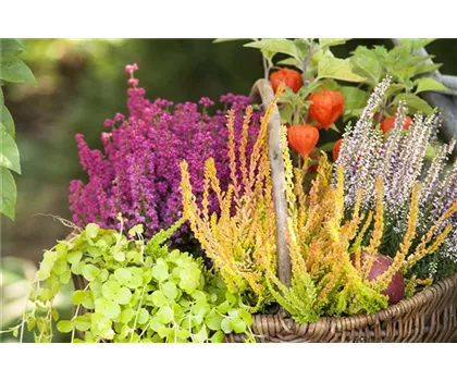Ab in die Kiste! Herbstliche Deko mit Besenheide