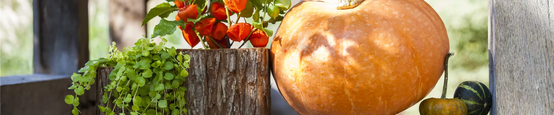 GS502920.jpg GS502920.jpg