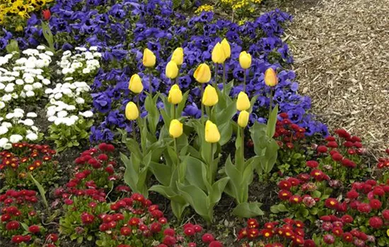 Zwiebellaub braucht eine professionelle Behandlung! Zwiebellaub braucht eine professionelle Behandlung!