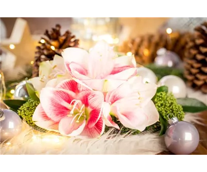 Amaryllis – weihnachtlicher Blütentraum