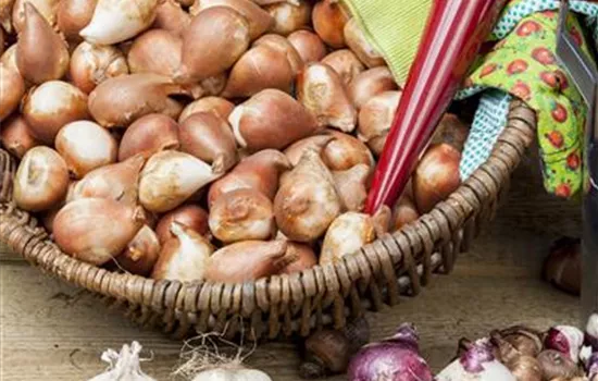 Blumenzwiebeln pflanzen im Garten Blumenzwiebeln pflanzen im Garten