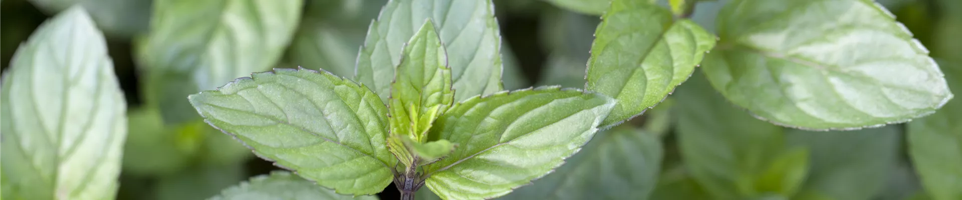 GS443816.JPG GS443816.JPG