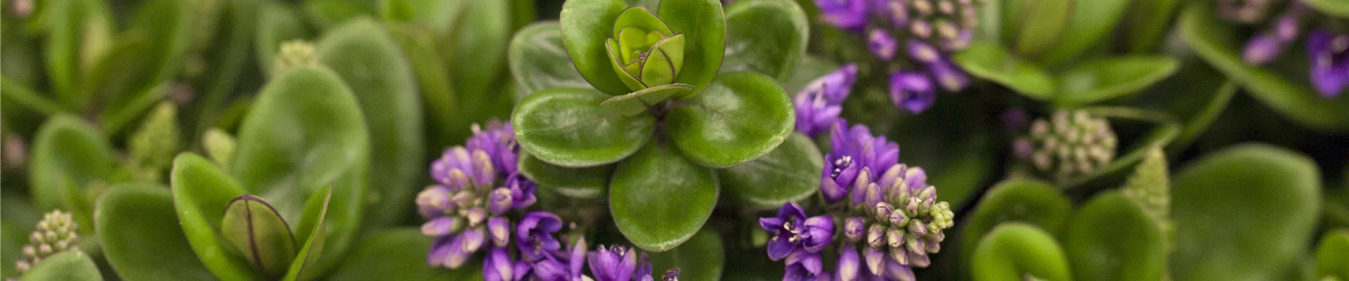 GS425003.JPG GS425003.JPG