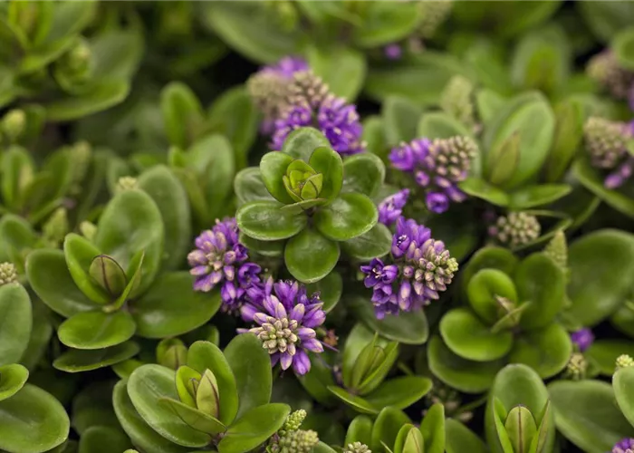 Die Strauchveronika – eine erstaunliche Entwicklung