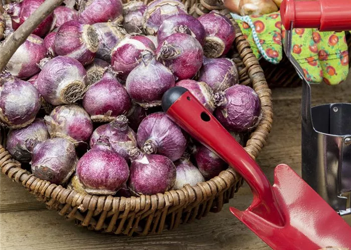 Im Winterquartier: Eingelagerte Blumenzwiebeln kontrollieren