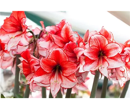 Amaryllis – pflanzen und pflegen im Haus