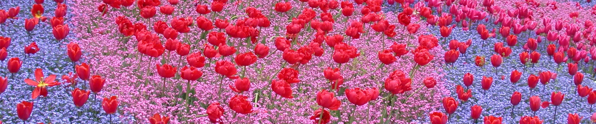 GS616224.jpg GS616224.jpg