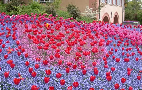 Gartenjahr voller Blüten – Blumenzwiebeln für jede Jahreszeit Gartenjahr voller Blüten – Blumenzwiebeln für jede Jahreszeit