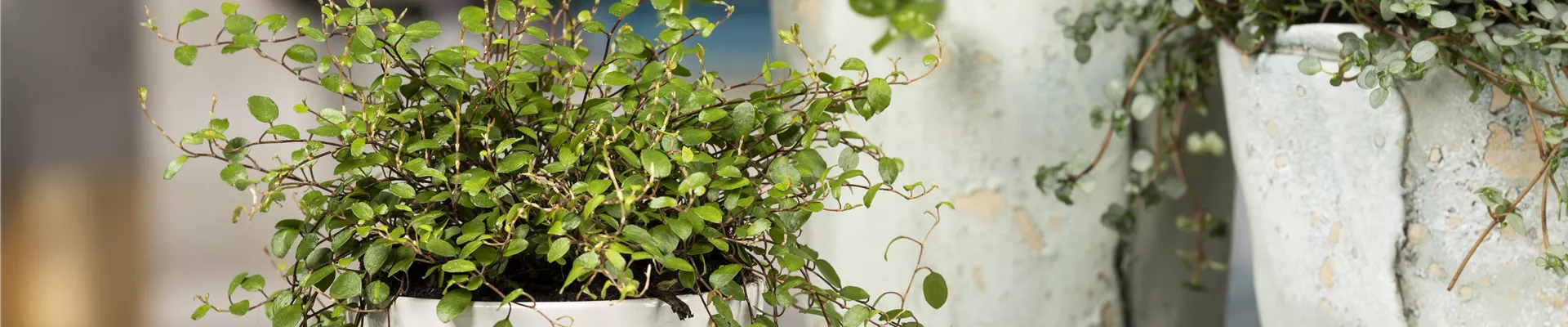 GS585336.jpg GS585336.jpg