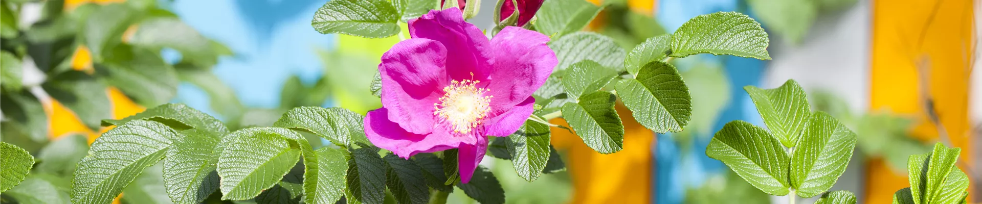 GS502097.jpg GS502097.jpg