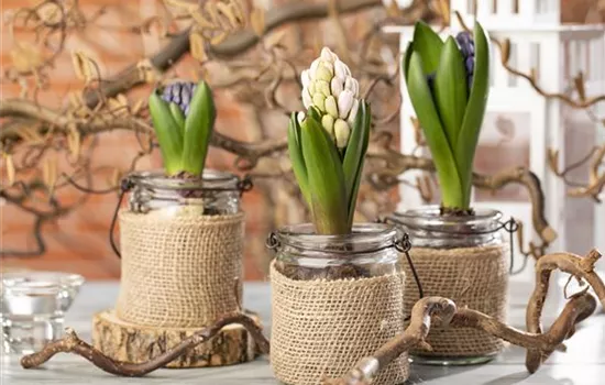 Hyazinthen als Dekoration zu Weihnachten Hyazinthen als Dekoration zu Weihnachten